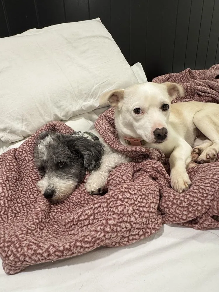 A young small-sized female White / Cream Husky dog named Millie for adoption in Wildomar, CA