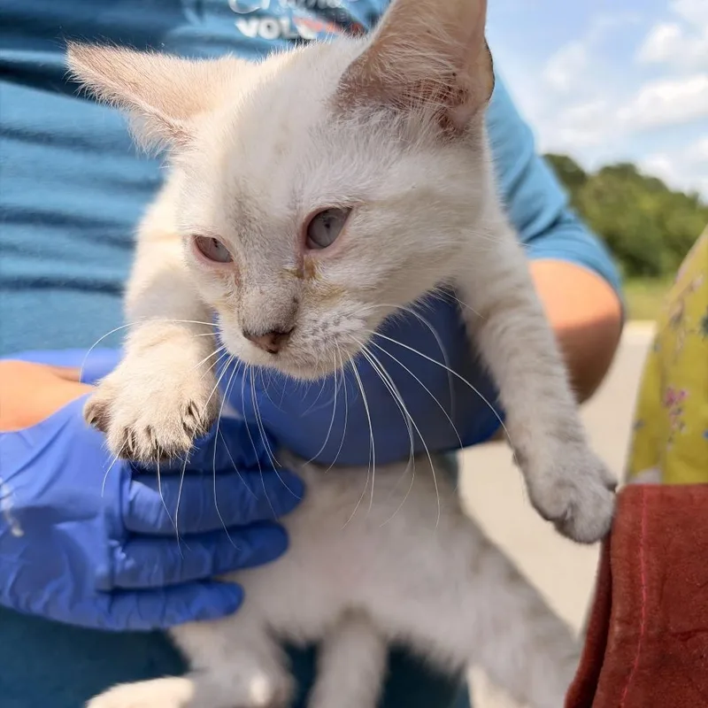 A baby small-sized female White Domestic Short Hair cat named Casper for adoption in Marshall, TX