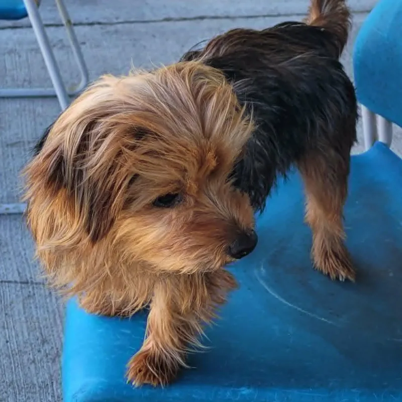 An adult small-sized female Black Yorkshire Terrier dog named Ella  Lap Dog for adoption in Meriden, CT
