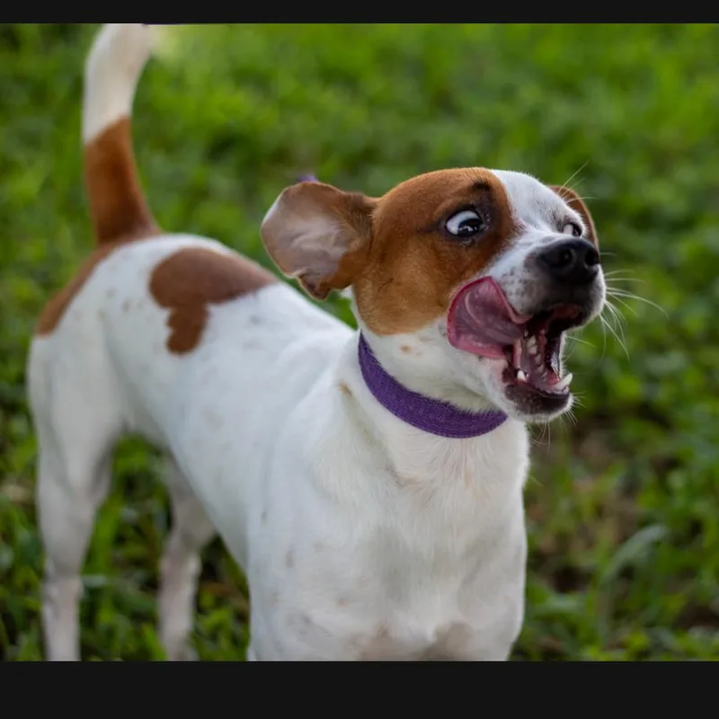 An adult small-sized male White / Cream Terrier dog named Wishbone for adoption in Lake Jackson, TX