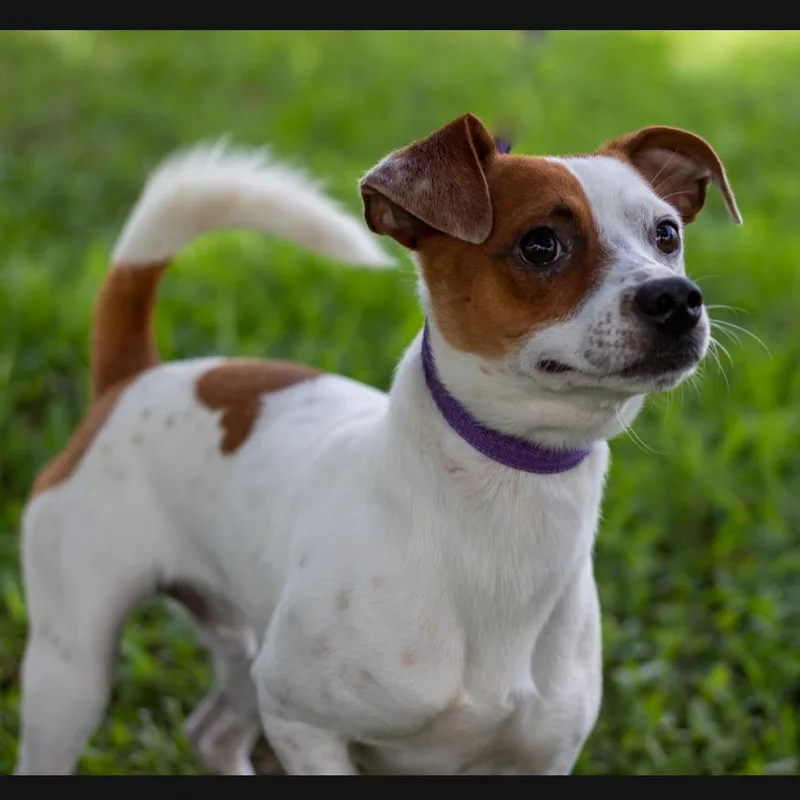 Wishbone thumbnail 2