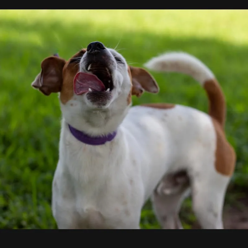 Wishbone thumbnail 3