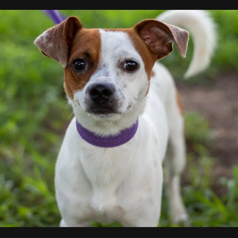 Wishbone thumbnail 4