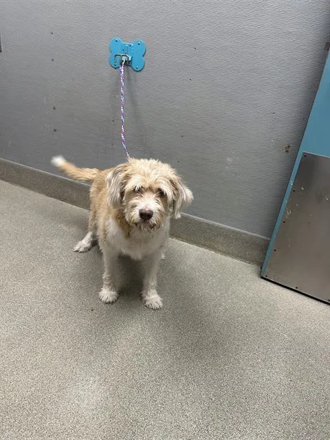 An adult medium-sized male Terrier dog named Rudy for adoption in Las Vegas, NV