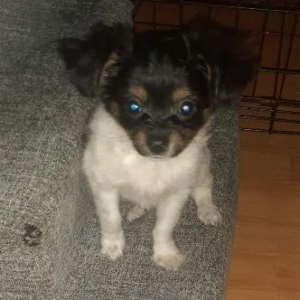 A baby small-sized male Chihuahua dog named Ganon for adoption in Philadelphia, PA