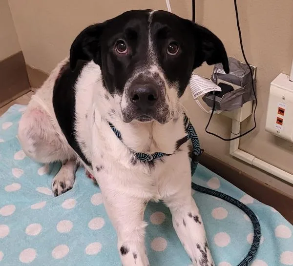 A young medium-sized male Australian Cattle Dog / Blue Heeler dog named Nelson for adoption in Troutdale, OR