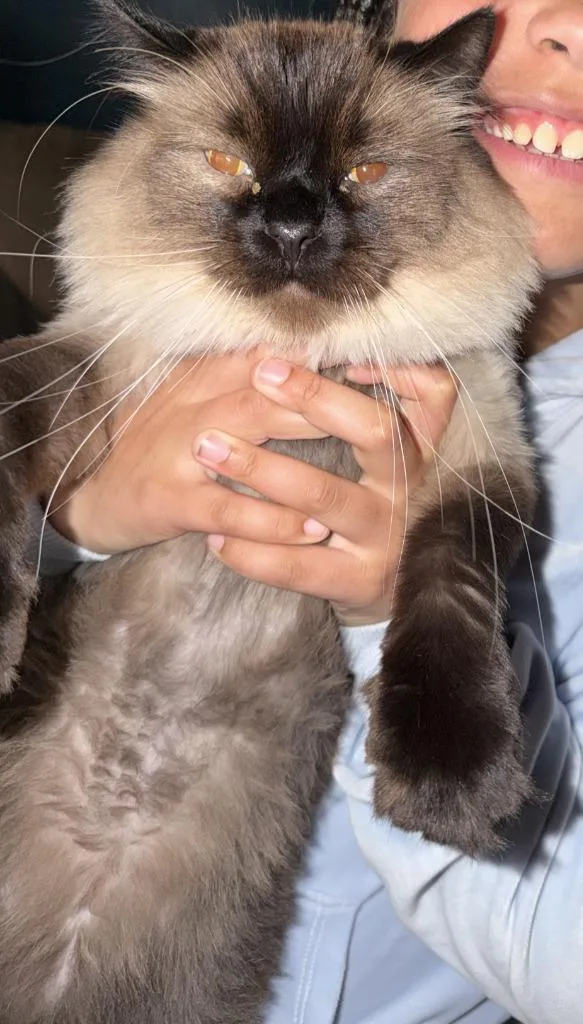 An adult large-sized male Domestic Long Hair cat named Samson for adoption in Algona, IA