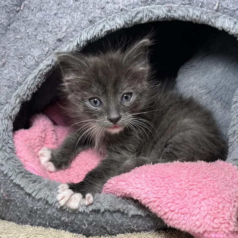 A baby small-sized male White Domestic Short Hair cat named Baja Blast for adoption in Palm Springs, CA