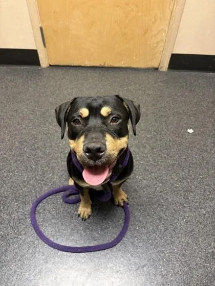 A young medium-sized male Rottweiler dog named Cuddles for adoption in Roseville, CA