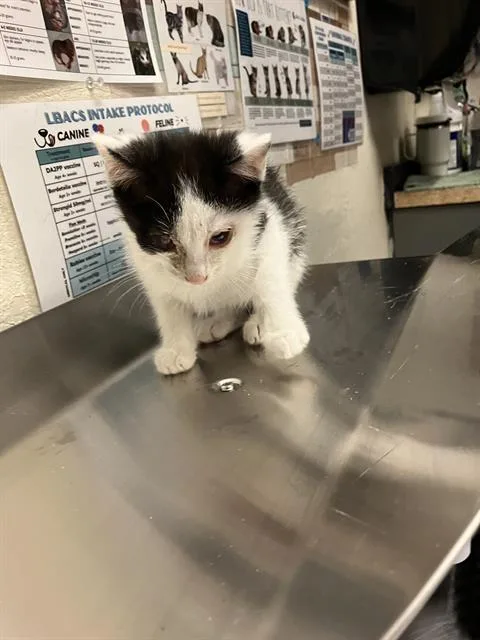 A baby small-sized female Domestic Short Hair cat named Venus for adoption in Long Beach, CA