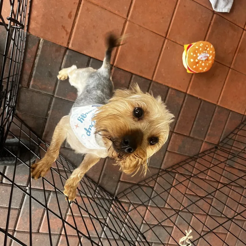 An adult small-sized male Yorkshire Terrier dog named Melvin for adoption in Pasadena , MD
