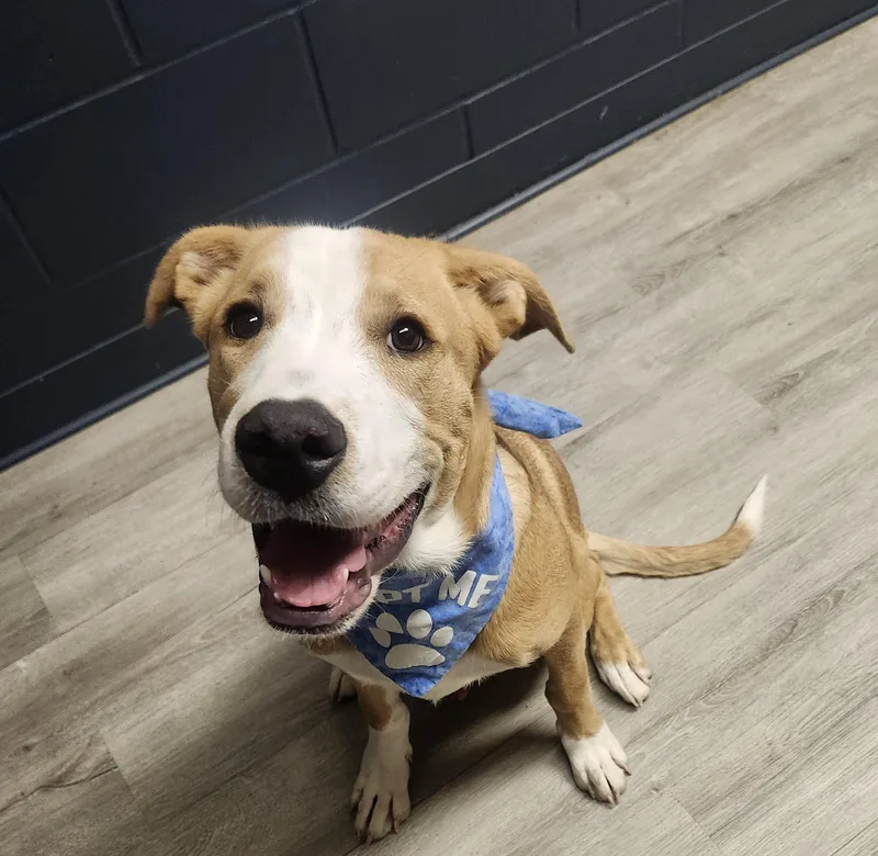 A baby large-sized male Yellow Labrador Retriever dog named Bajingo for adoption in Mansfield, OH
