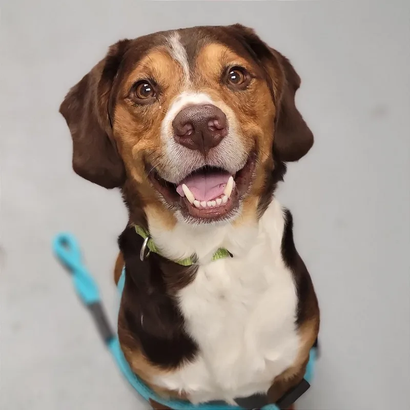 An adult medium-sized male Brown / Chocolate Mixed Breed dog named Gohan for adoption in Sarasota, FL