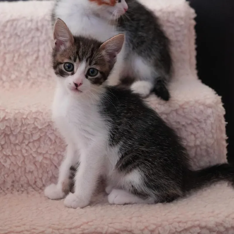 A baby small-sized male Brown / Chocolate Domestic Short Hair cat named Summons for adoption in Los Angeles, CA