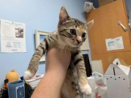 A baby small-sized female Domestic Short Hair cat named Ghoulia for adoption in Chamblee, GA