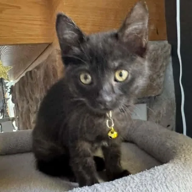 A baby medium-sized female Black Domestic Short Hair cat named Parvati for adoption in Kentwood, MI