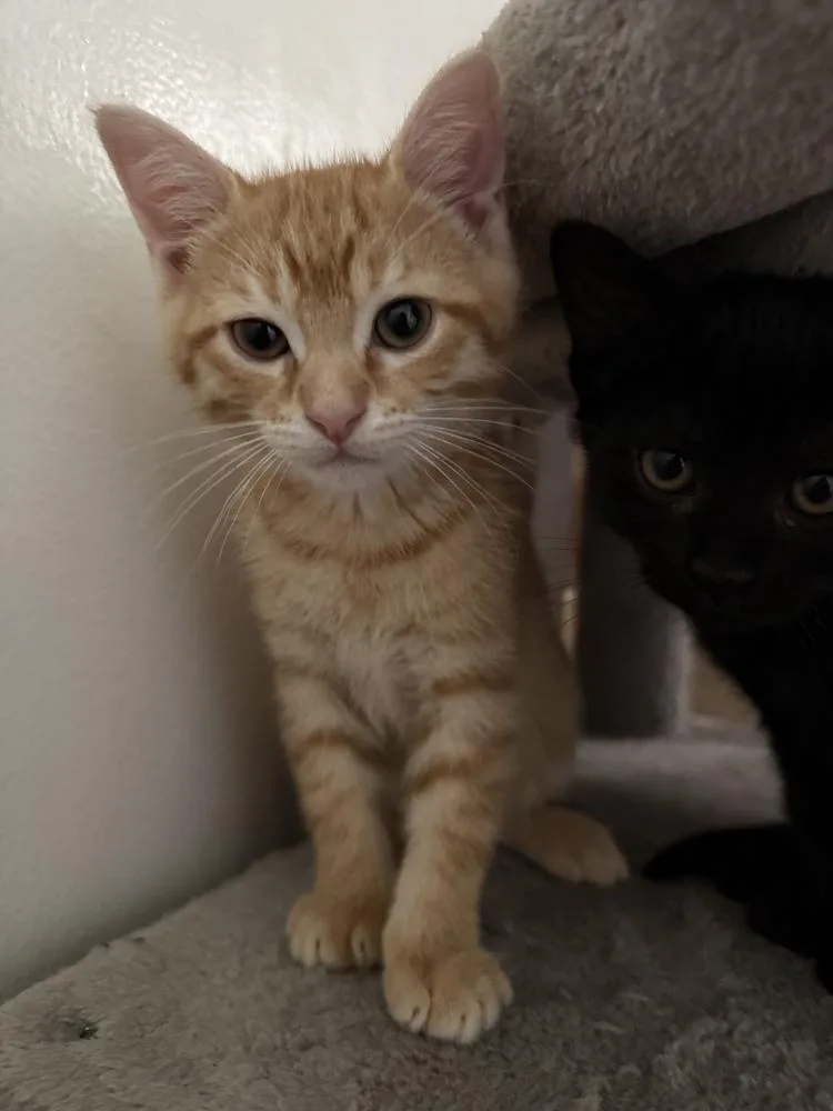 A baby small-sized male Domestic Short Hair cat named Boss Baby for adoption in Dallas, TX
