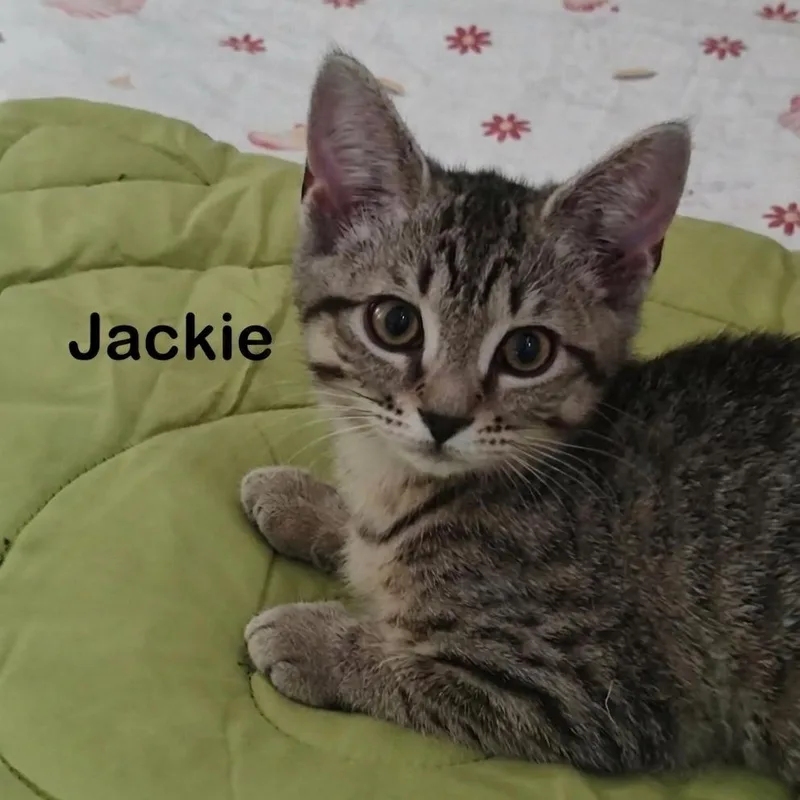 Jackie thumbnail 2