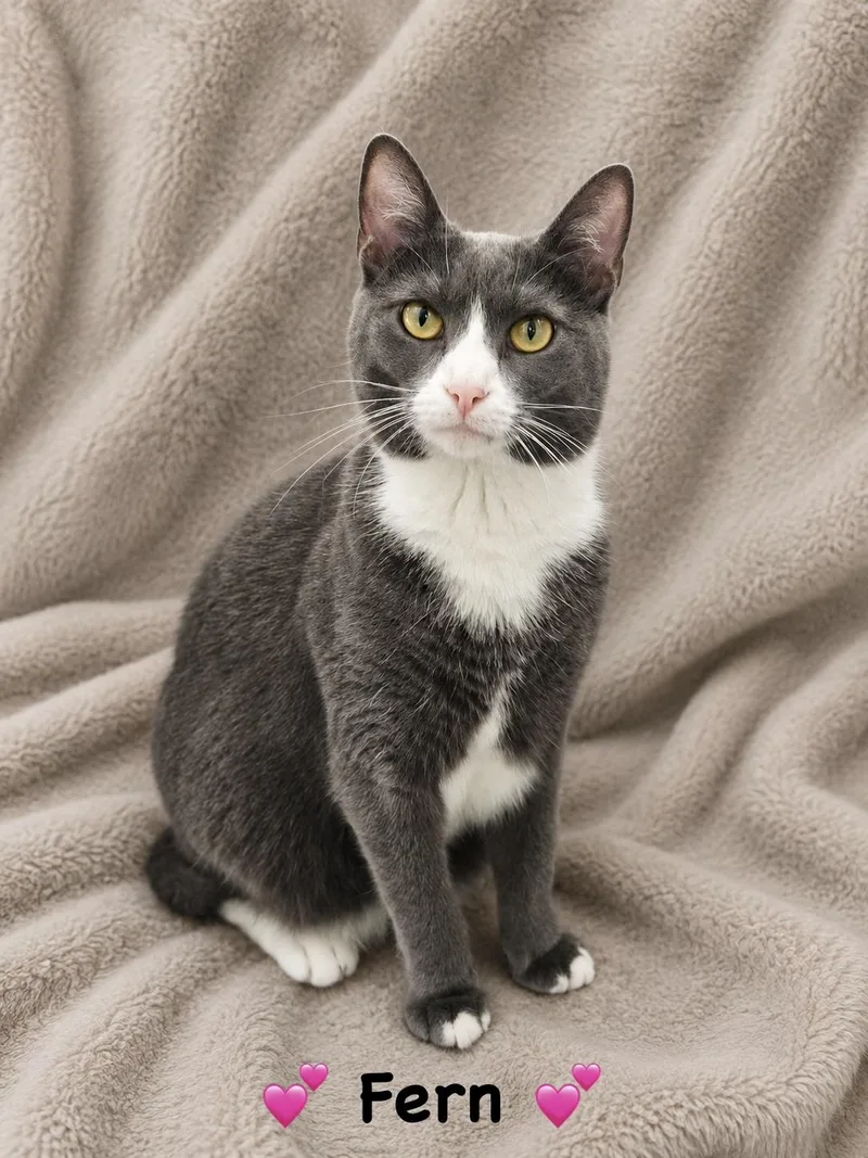 A young medium-sized female Gray & White Domestic Short Hair cat named Fern for adoption in Copley, OH