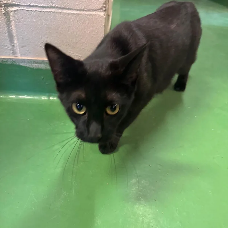 A young medium-sized female Black Domestic Short Hair cat named Lucy Wilde for adoption in South Haven, MI
