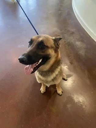 A baby large-sized male Belgian Shepherd / Malinois dog named Saba for adoption in Jackson, LA