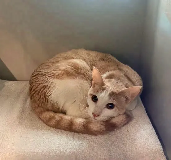A young large-sized male White Domestic Short Hair cat named Poe for adoption in Groveland, MA