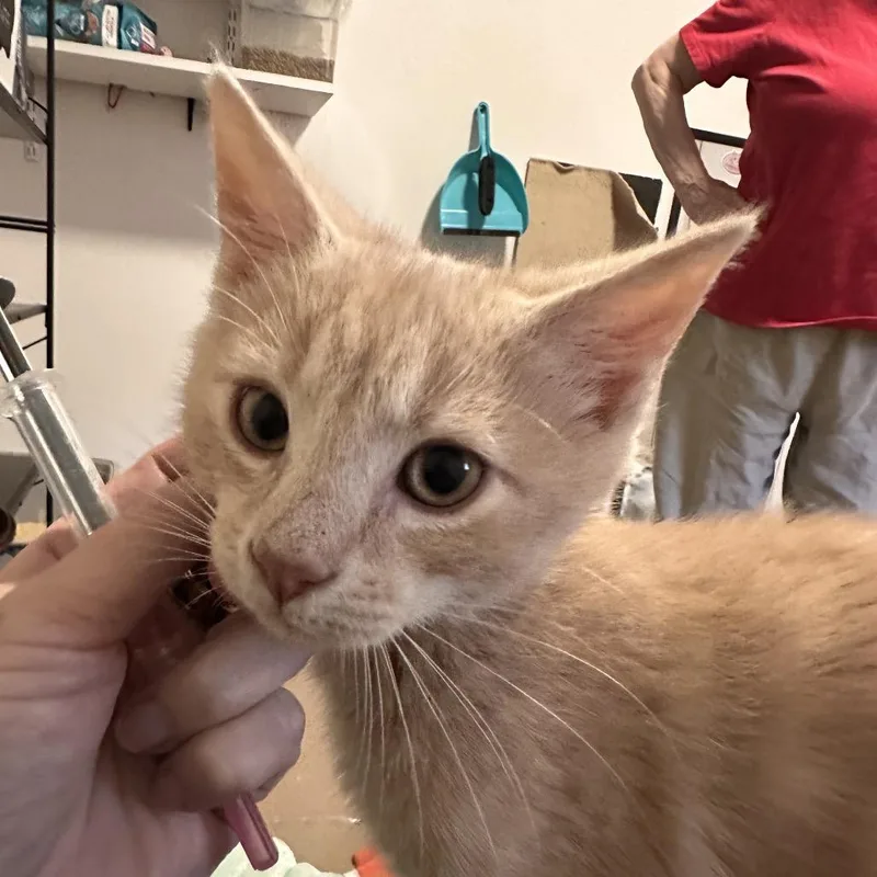 A baby small-sized male Domestic Short Hair cat named Lumiere for adoption in Bel Air, MD