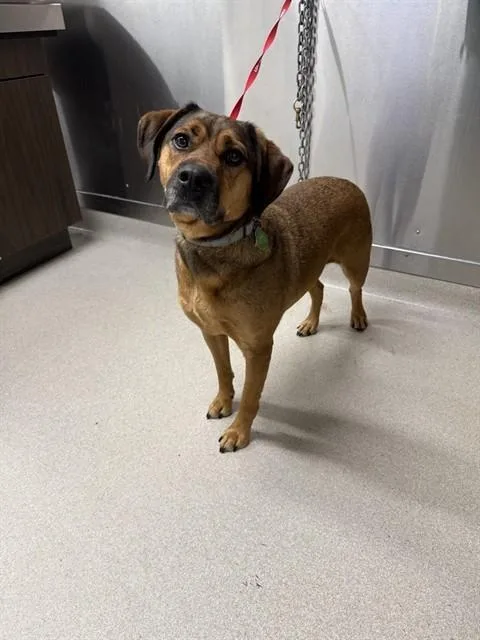 An adult large-sized male Labrador Retriever dog named Chewy for adoption in Fairbanks, AK