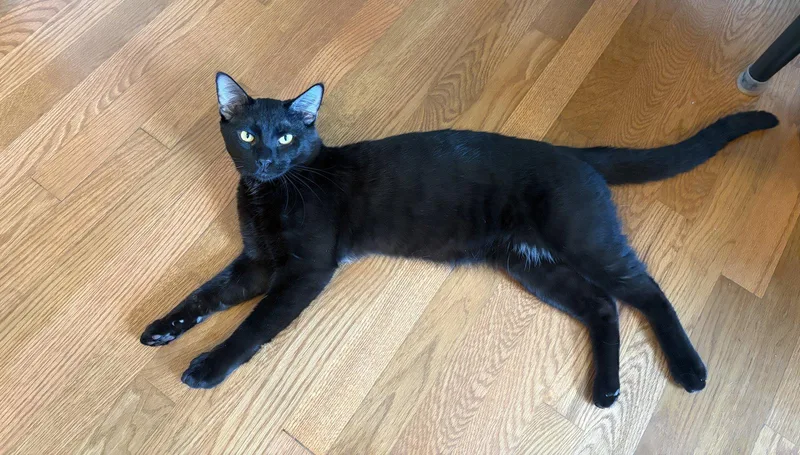 A young medium-sized male Domestic Short Hair cat named Panther for adoption in Elgin, IL