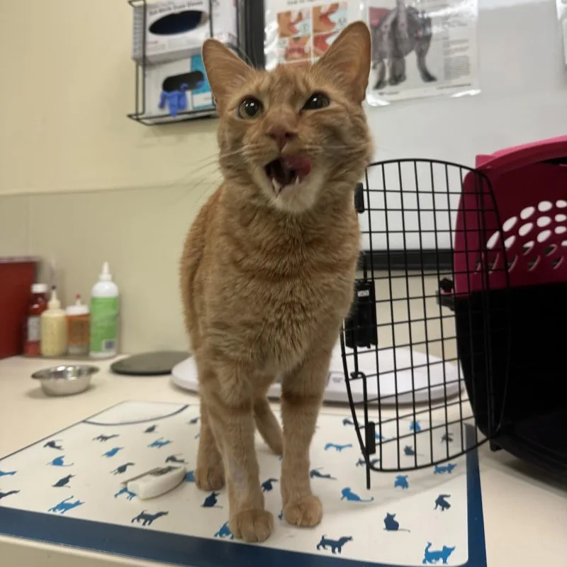 A senior large-sized male Orange / Red Domestic Short Hair cat named Titan for adoption in Lynchburg, VA
