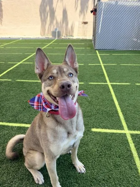 An adult large-sized male Siberian Husky dog named Krieg for adoption in San Diego, CA
