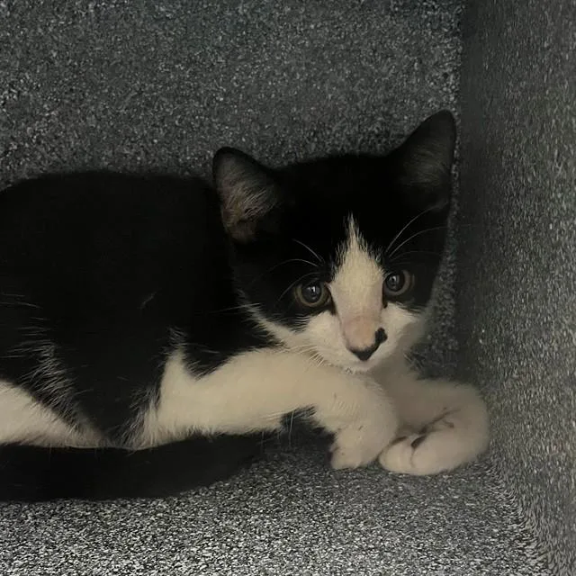 A baby small-sized male Domestic Short Hair cat named Domino for adoption in Naples, FL