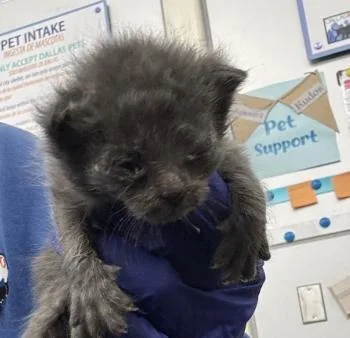 A baby medium-sized male Domestic Short Hair cat named Phineas for adoption in Dallas, TX