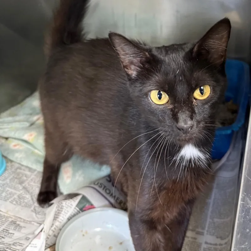 A young small-sized female Black Domestic Short Hair cat named Selah for adoption in Jacksonville, AR