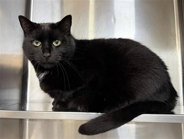 An adult medium-sized female Domestic Short Hair cat named Basbosa for adoption in Aurora, IL