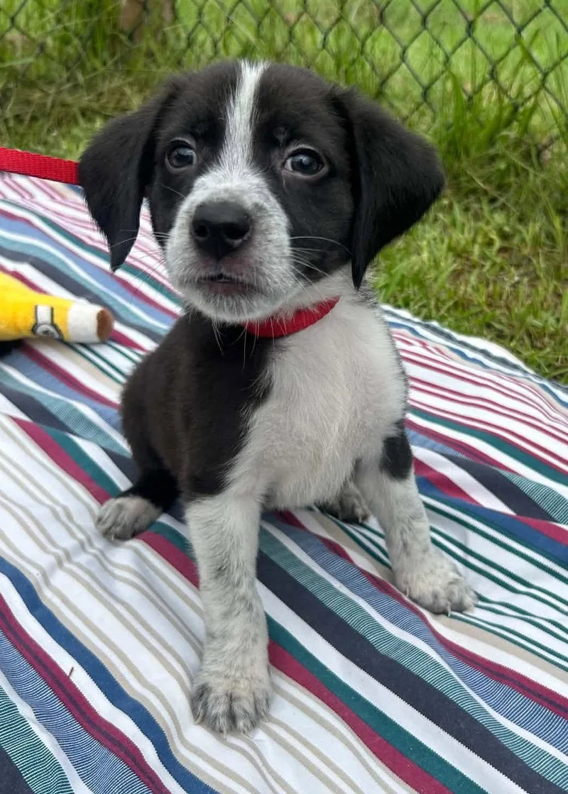 A baby medium-sized male Labrador Retriever dog named Lennox for adoption in Tarrytown, GA