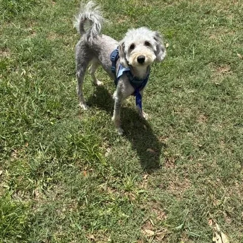 An adult small-sized male Gray / Blue / Silver Miniature Schnauzer dog named Bruno for adoption in Maitland, FL