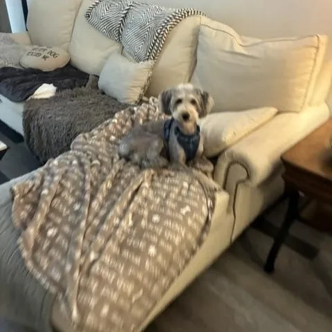 Bruno thumbnail 4