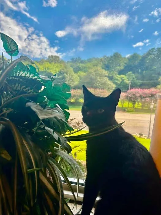 Bagheera