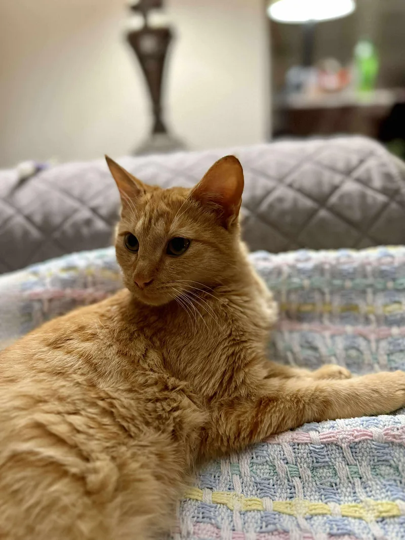 A young medium-sized female Orange & White Tabby cat named Lenorah for adoption in Talbott, TN