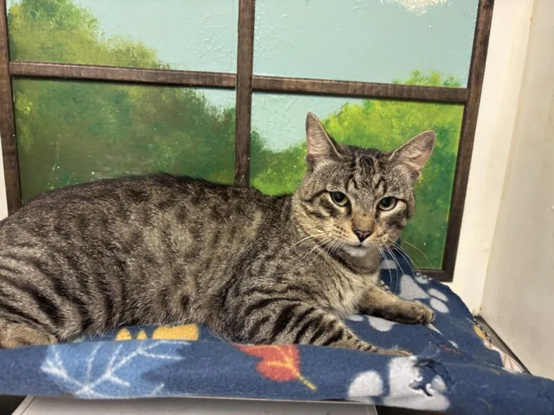 A young large-sized male Domestic Short Hair cat named Stanley for adoption in Houston, TX