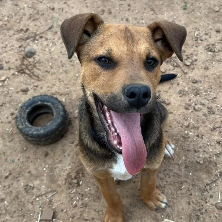A baby small-sized male Yellow / Tan / Blond / Fawn Labrador Retriever dog named Mick for adoption in Metamora, MI