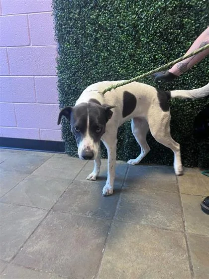 An adult large-sized female White / Cream Mixed Breed dog named Nala for adoption in El Paso, TX