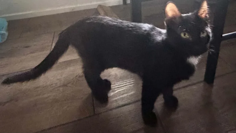 A baby medium-sized female Black Domestic Short Hair cat named Dottie for adoption in Schertz, TX