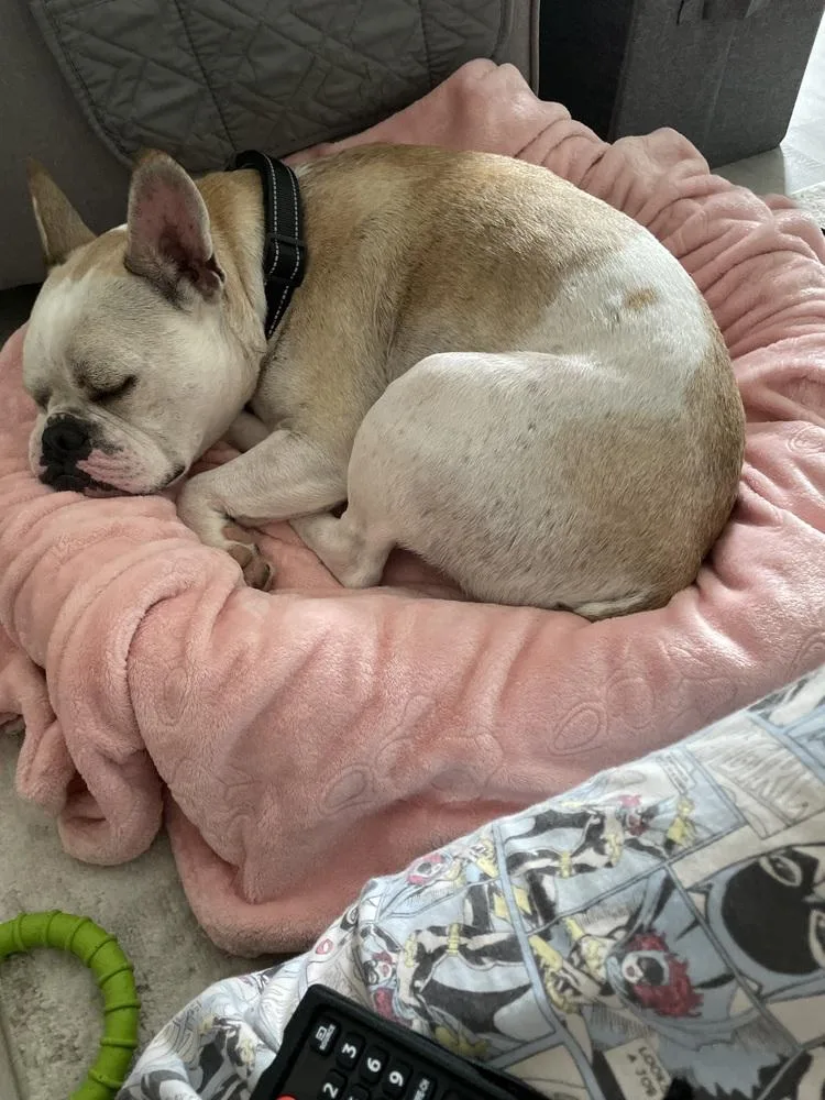 Odie RogerLexington  SC thumbnail 2