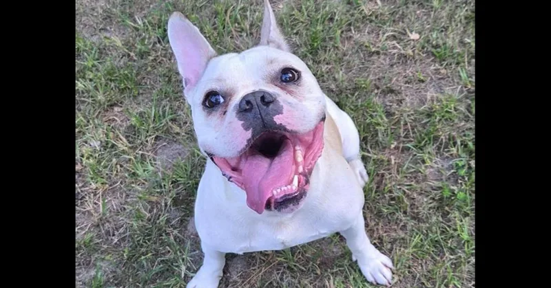 Odie RogerLexington  SC thumbnail 5