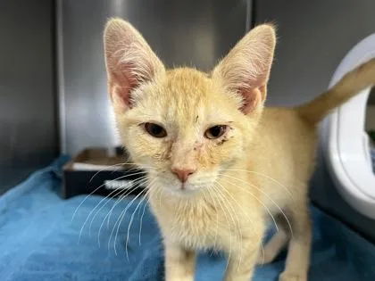 A baby medium-sized male Domestic Short Hair cat named Valor for adoption in Elmira, NY