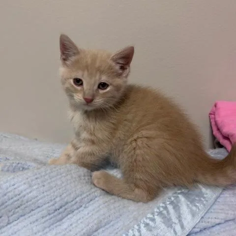 A baby small-sized female Buff / Tan / Fawn Domestic Short Hair cat named Greta Garbo for adoption in Belleville, IL