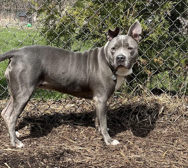 An adult large-sized female Pit Bull Terrier dog named Lola for adoption in Island Lake, IL