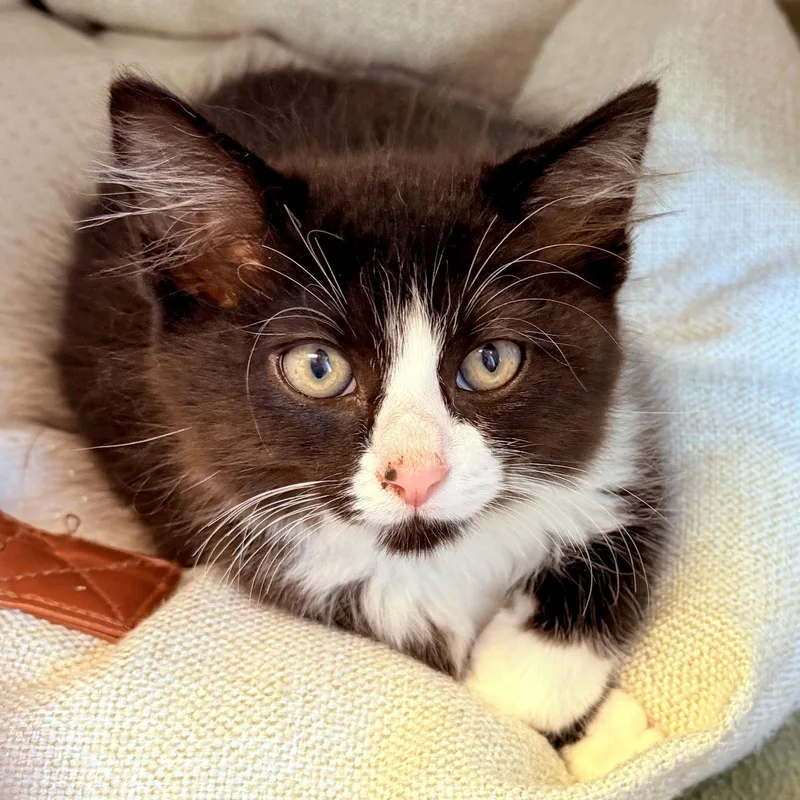 A baby small-sized female Black Domestic Medium Hair cat named Savannah for adoption in Oakland, CA